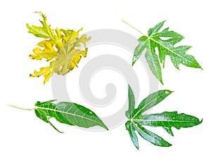 Collection of pictures papaya Leaf isolated on white background.Big leaf. 